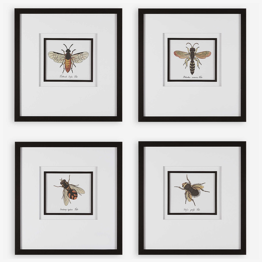 Cuadros Varios De Insectos Con Marco 53x53cm