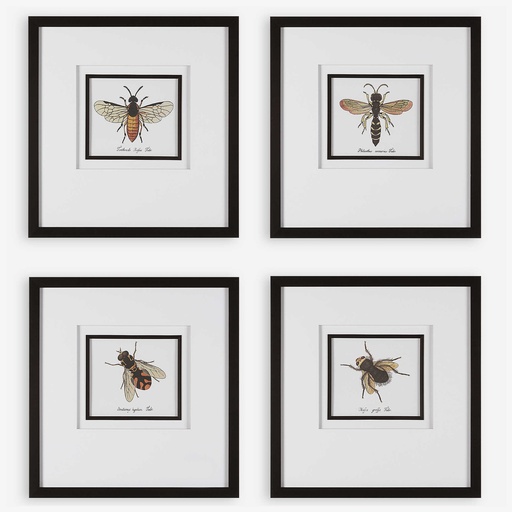[151145 | 41428] Cuadros Varios De Insectos Con Marco 53x53cm
